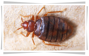 Bed Bug Treatment