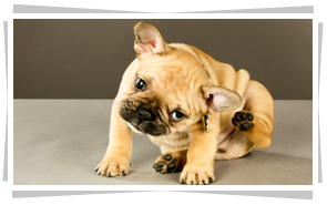 Flea & Tick Biting Insects