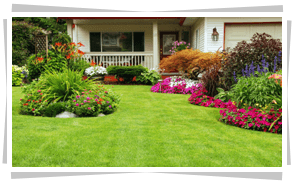 Lawn & Shrub Care