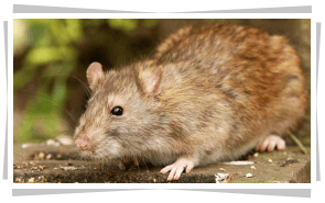 Rodent Services