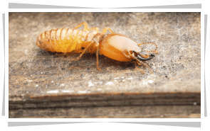 Termite Control Services